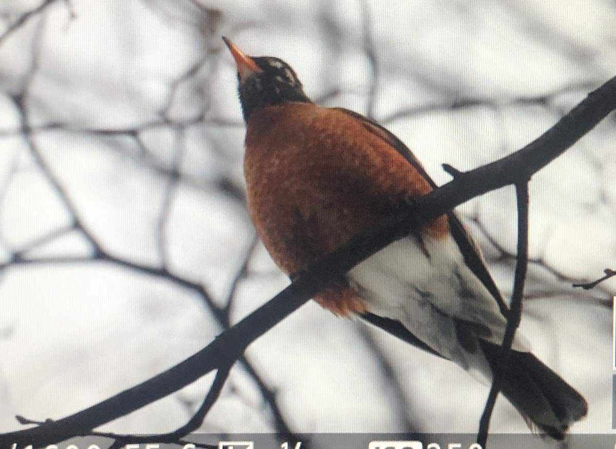 American Robin - ML613724695