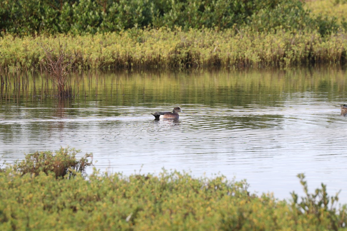 American Wigeon - ML613724743