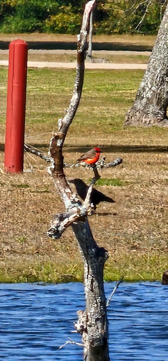 Vermilion Flycatcher - ML613724770