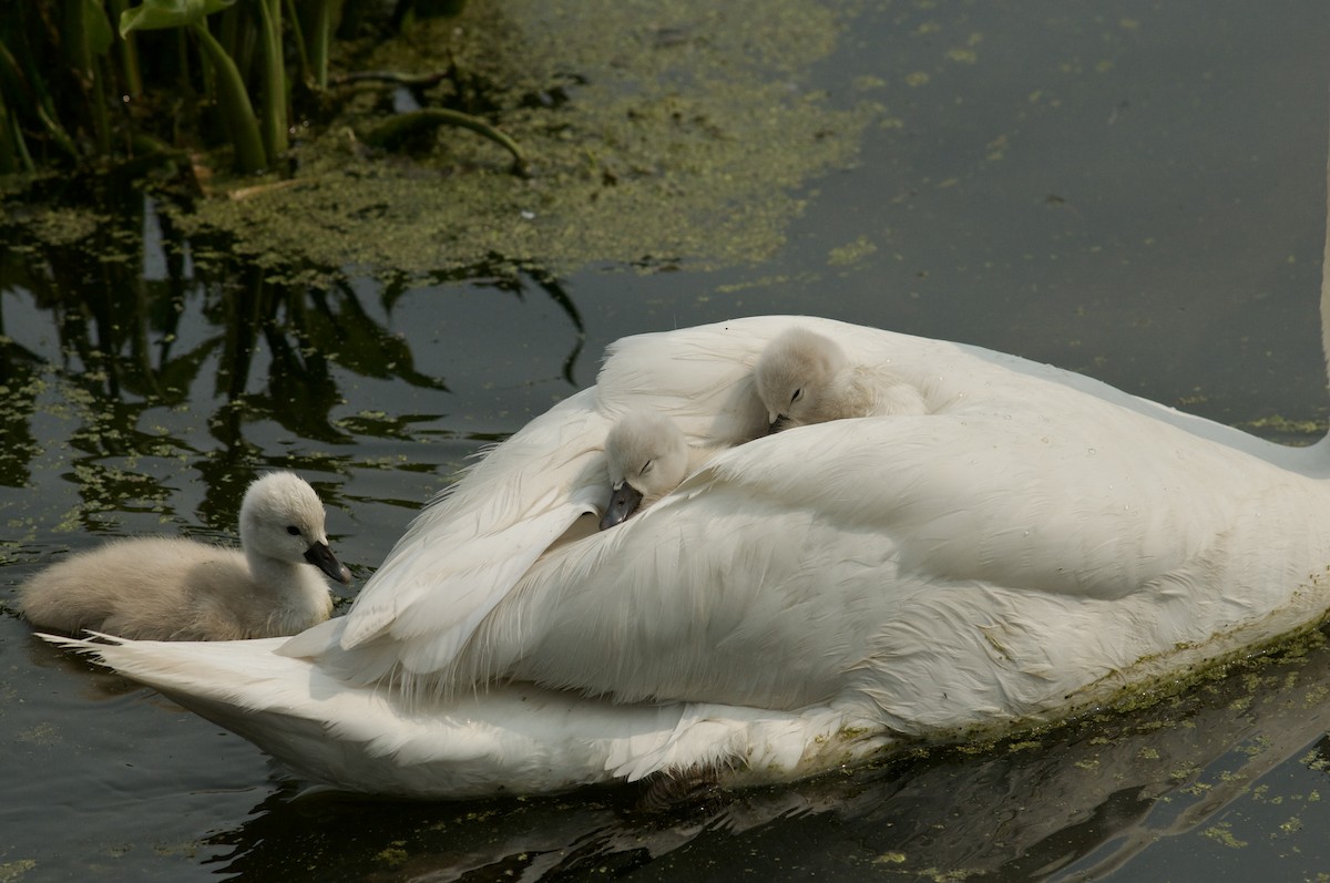 Mute Swan - Lauren Gray