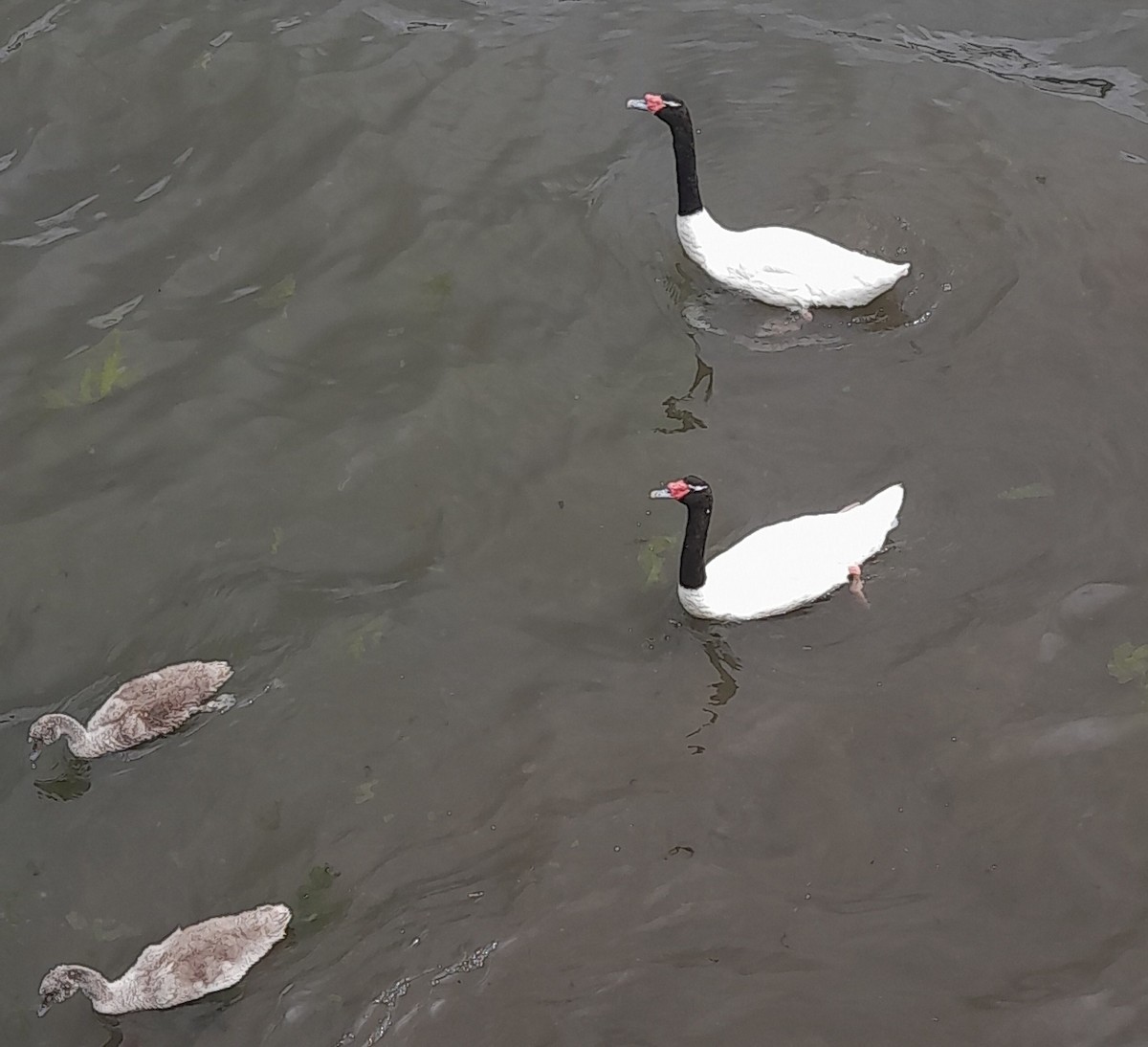 Black-necked Swan - ML613724794