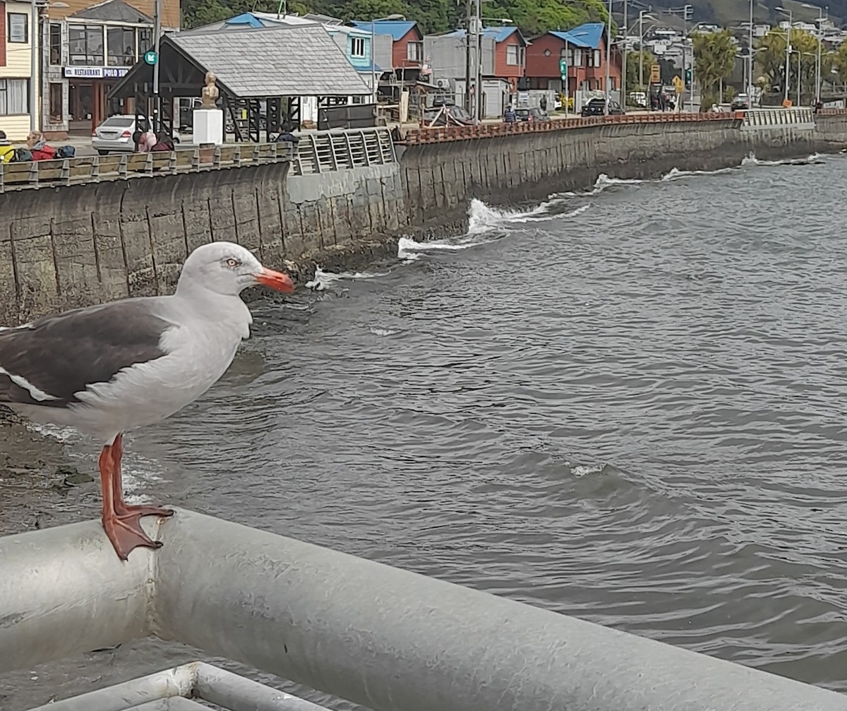 Dolphin Gull - Nicolás Cisterna