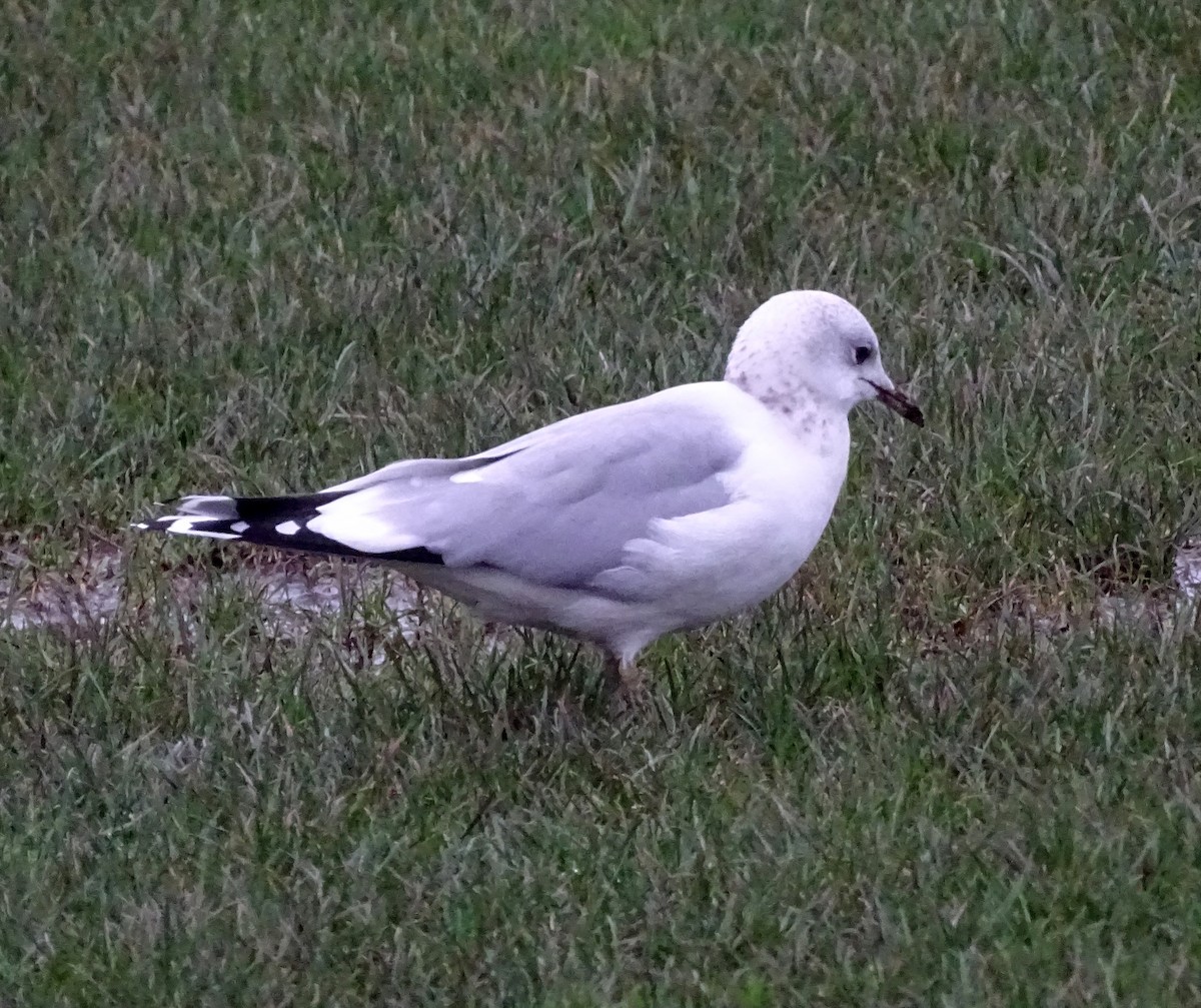 racek bouřní (ssp. canus) - ML613724815