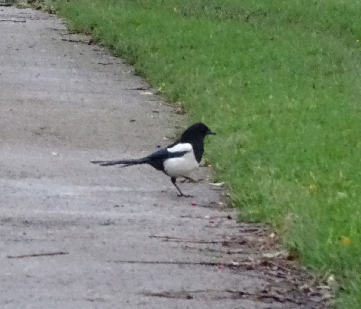 straka obecná [skupina pica] - ML613724823