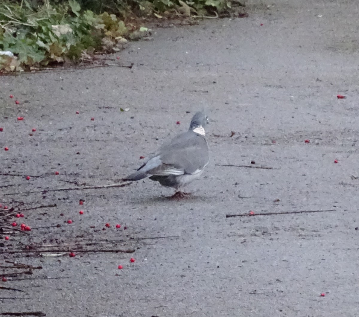 holub hřivnáč [skupina palumbus] - ML613724827