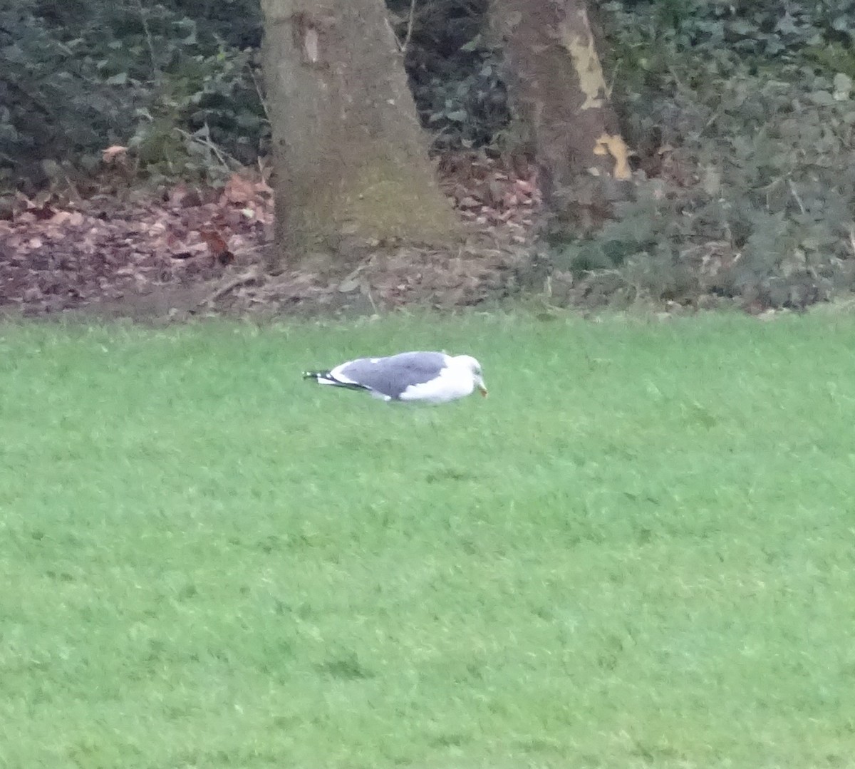 racek žlutonohý - ML613724830