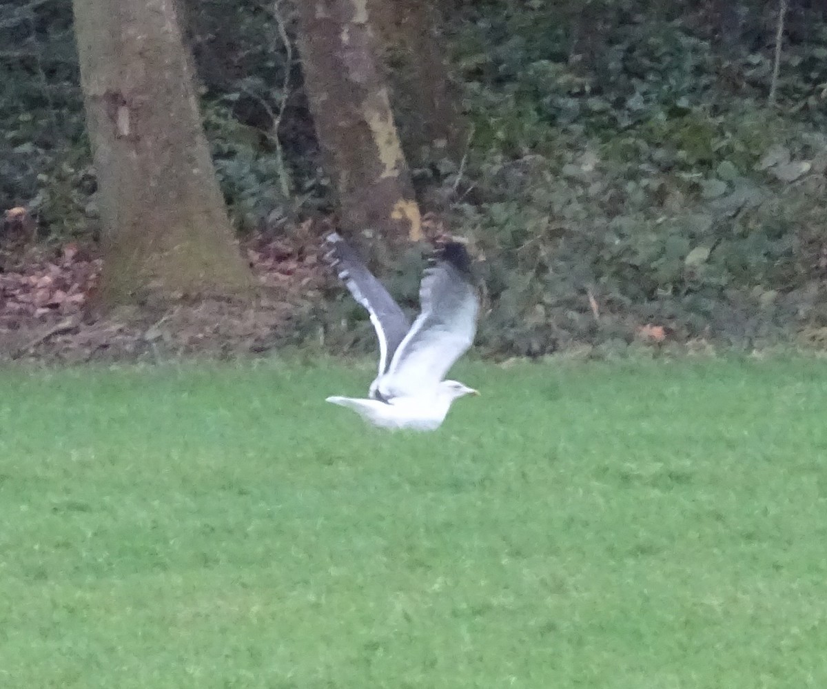 racek žlutonohý - ML613724831