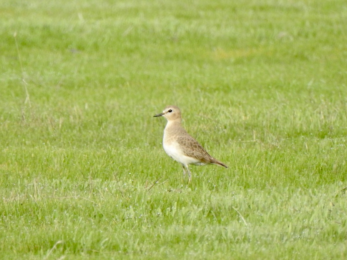 Mountain Plover - ML613724955