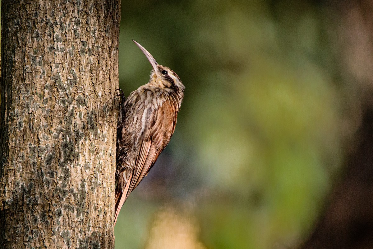 Narrow-billed Woodcreeper - ML613725027