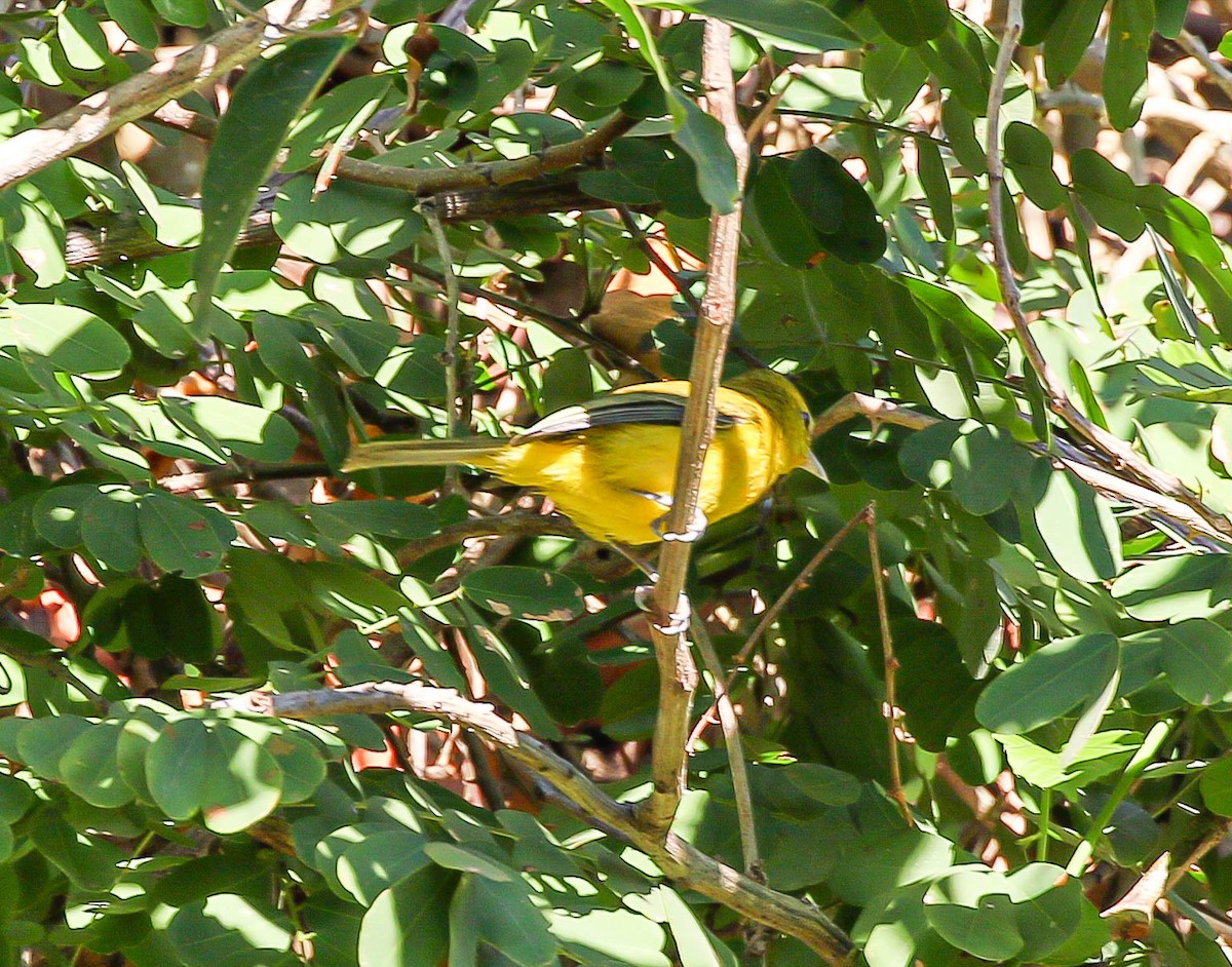 Golden Vireo - ML613725142