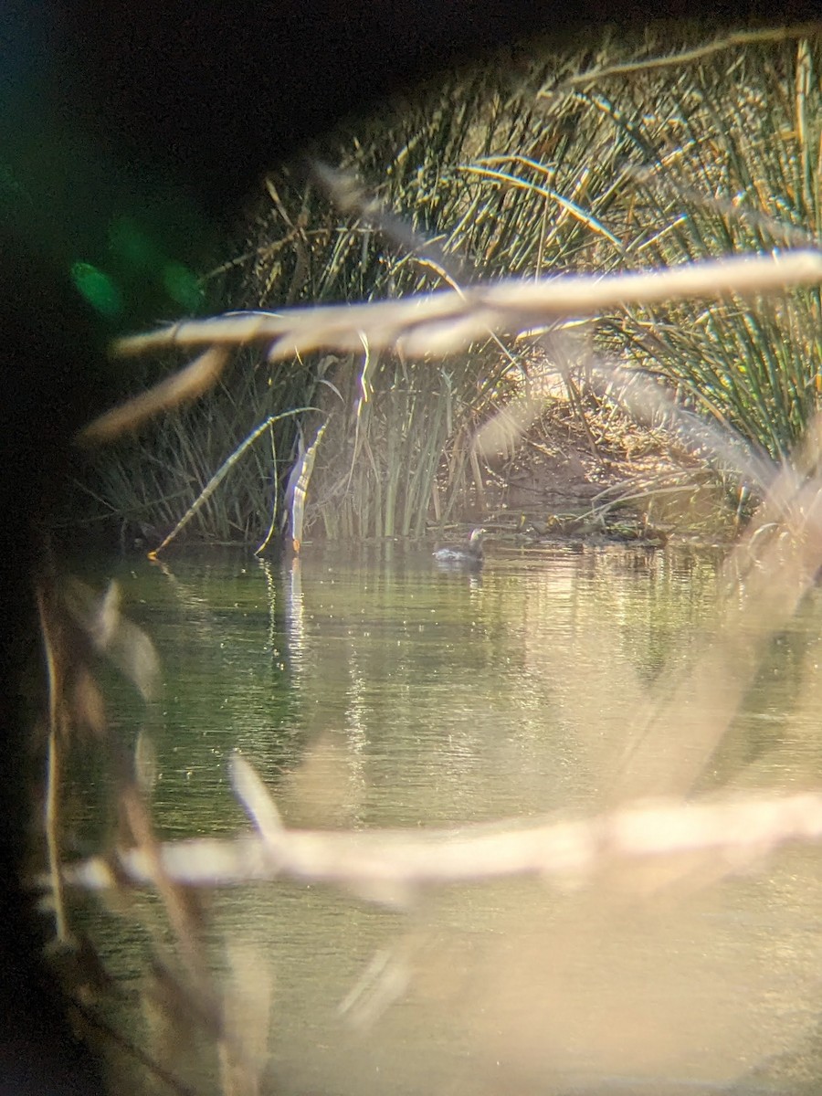 Least Grebe - ML613725150