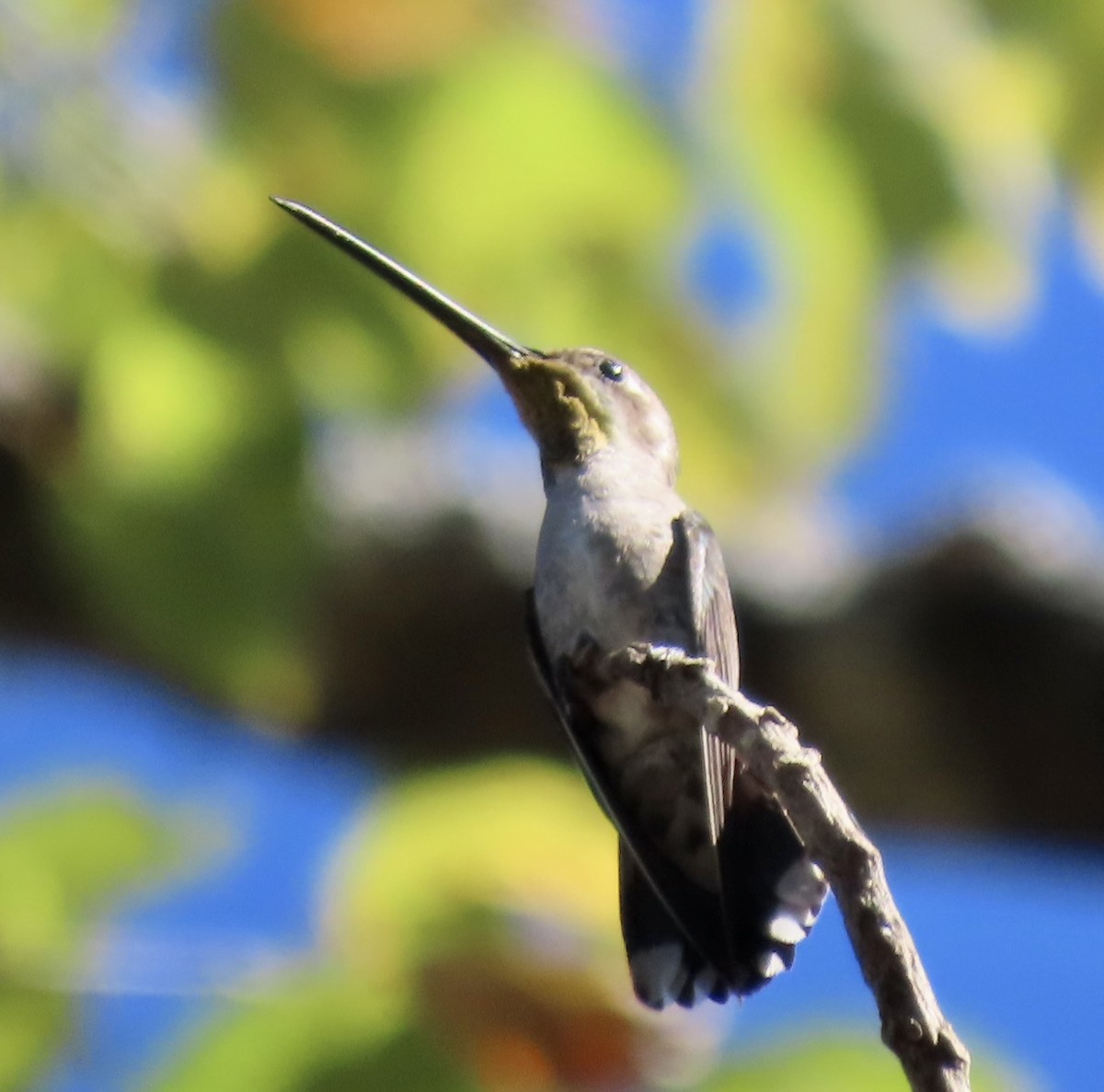 kolibřík achátový - ML613725362