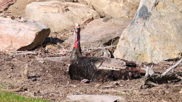 Wild Turkey - ML613725365