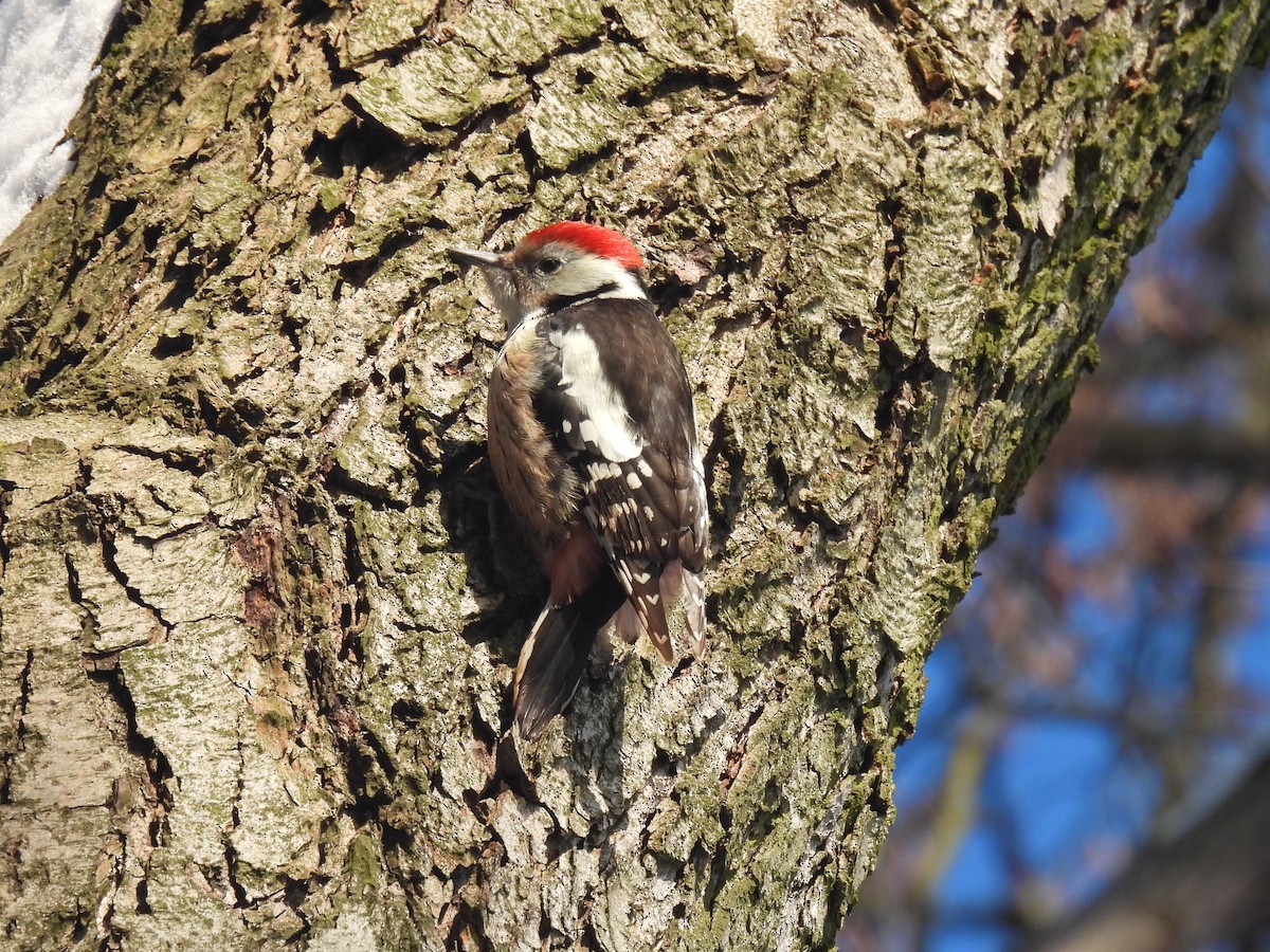 Middle Spotted Woodpecker - ML613725366