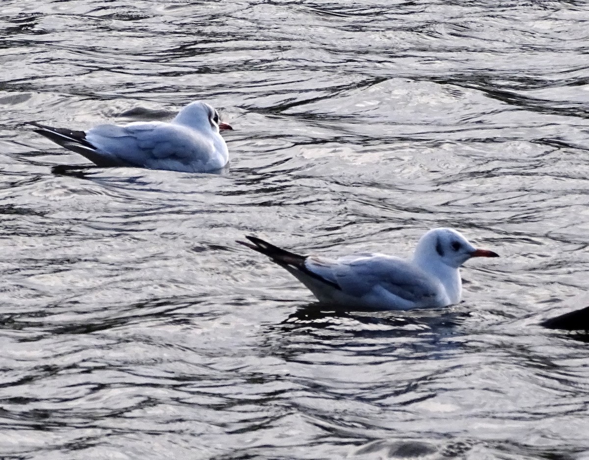 Mouette rieuse - ML613725422