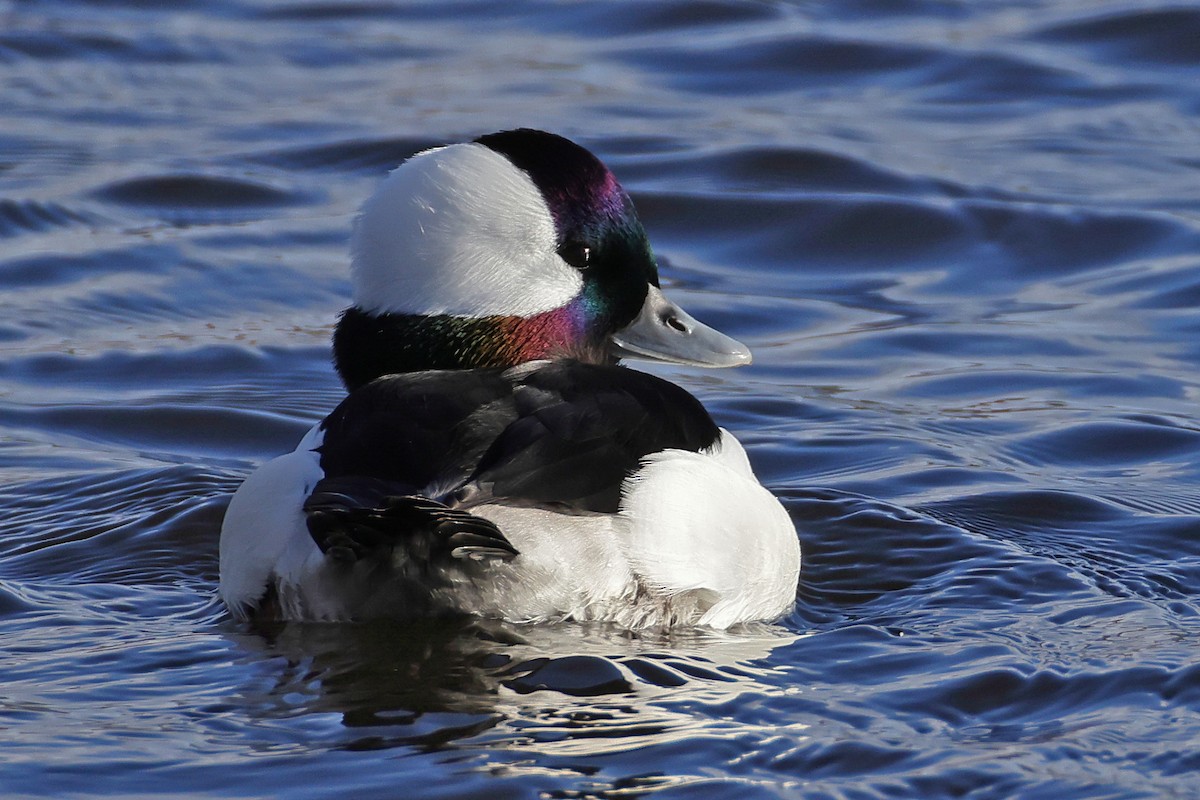 Bufflehead - John Alexander