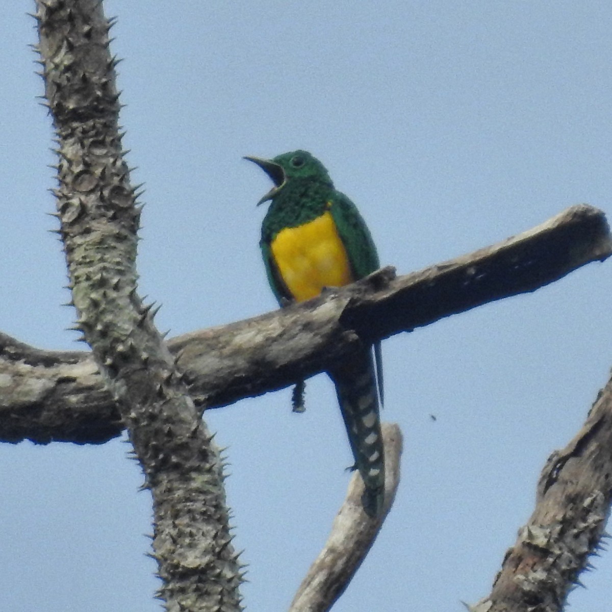 African Emerald Cuckoo - ML613725435