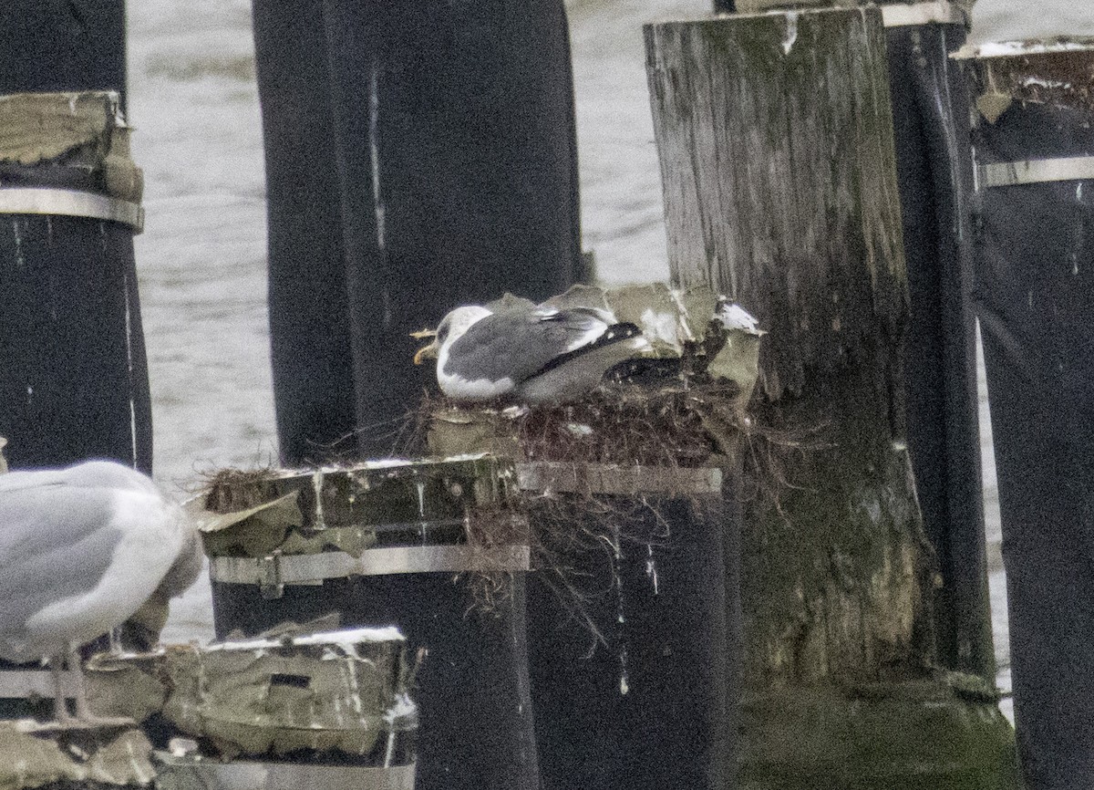 Lesser Black-backed Gull - ML613725438