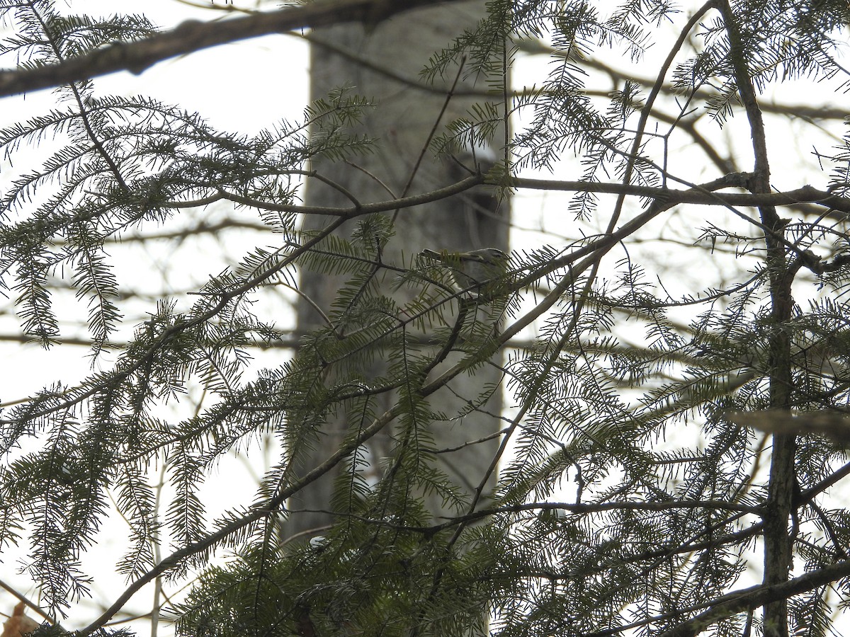 Golden-crowned Kinglet - ML613725442