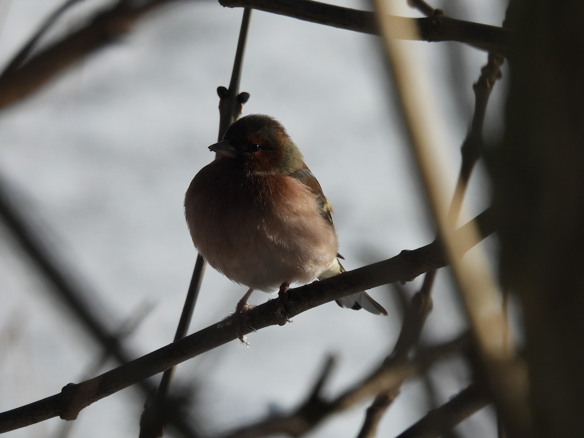 Common Chaffinch - ML613725449