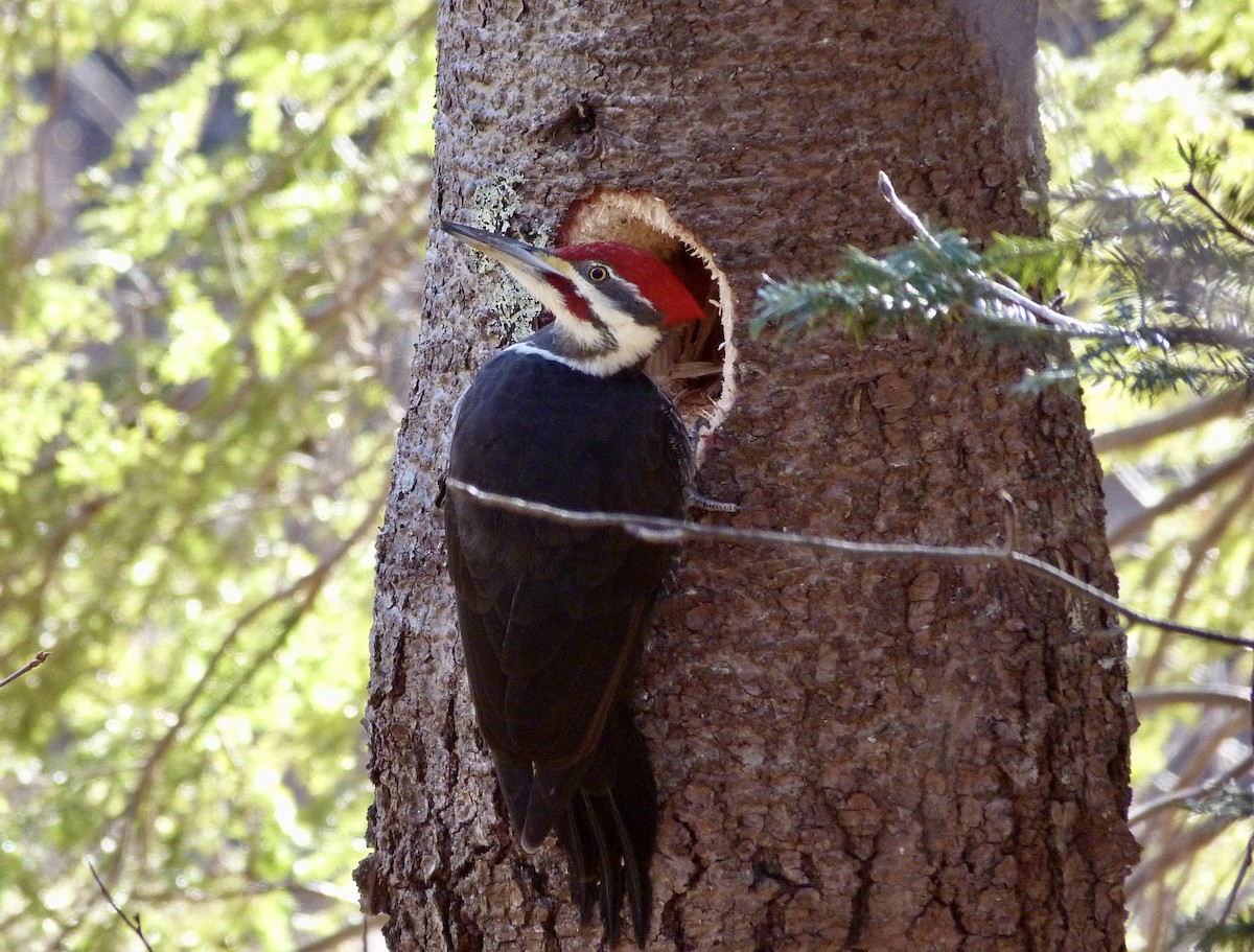 Pileated Woodpecker - ML613725454