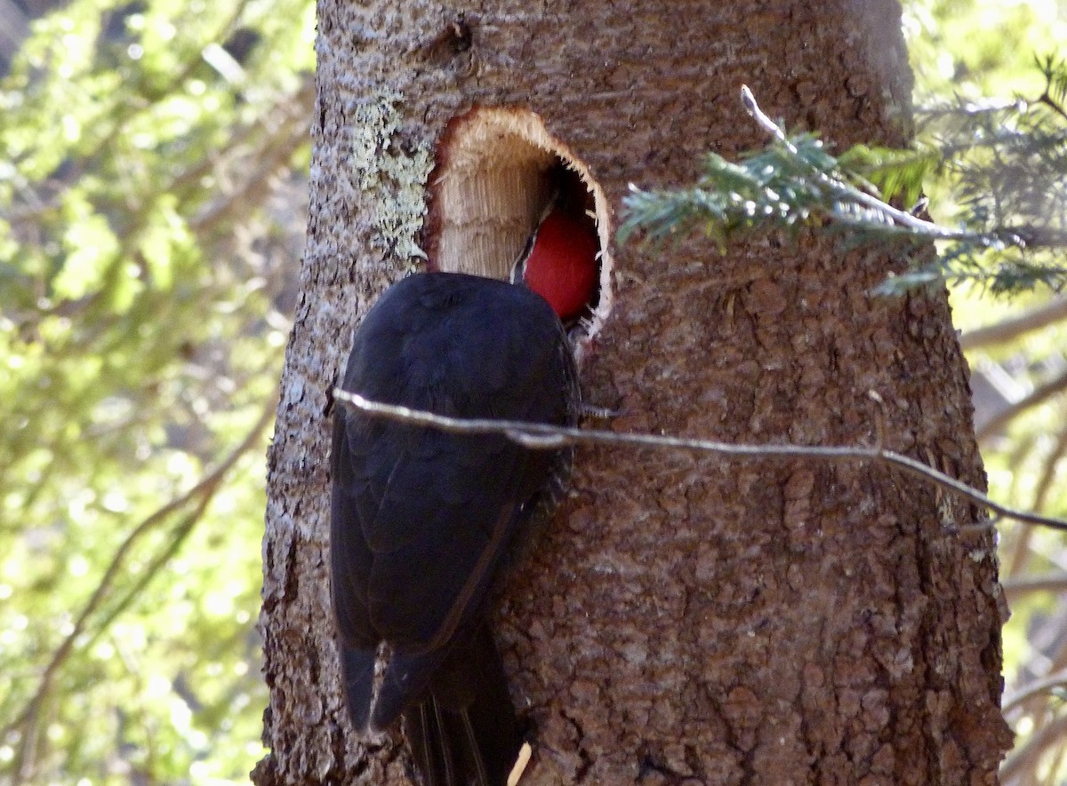 Pileated Woodpecker - ML613725463