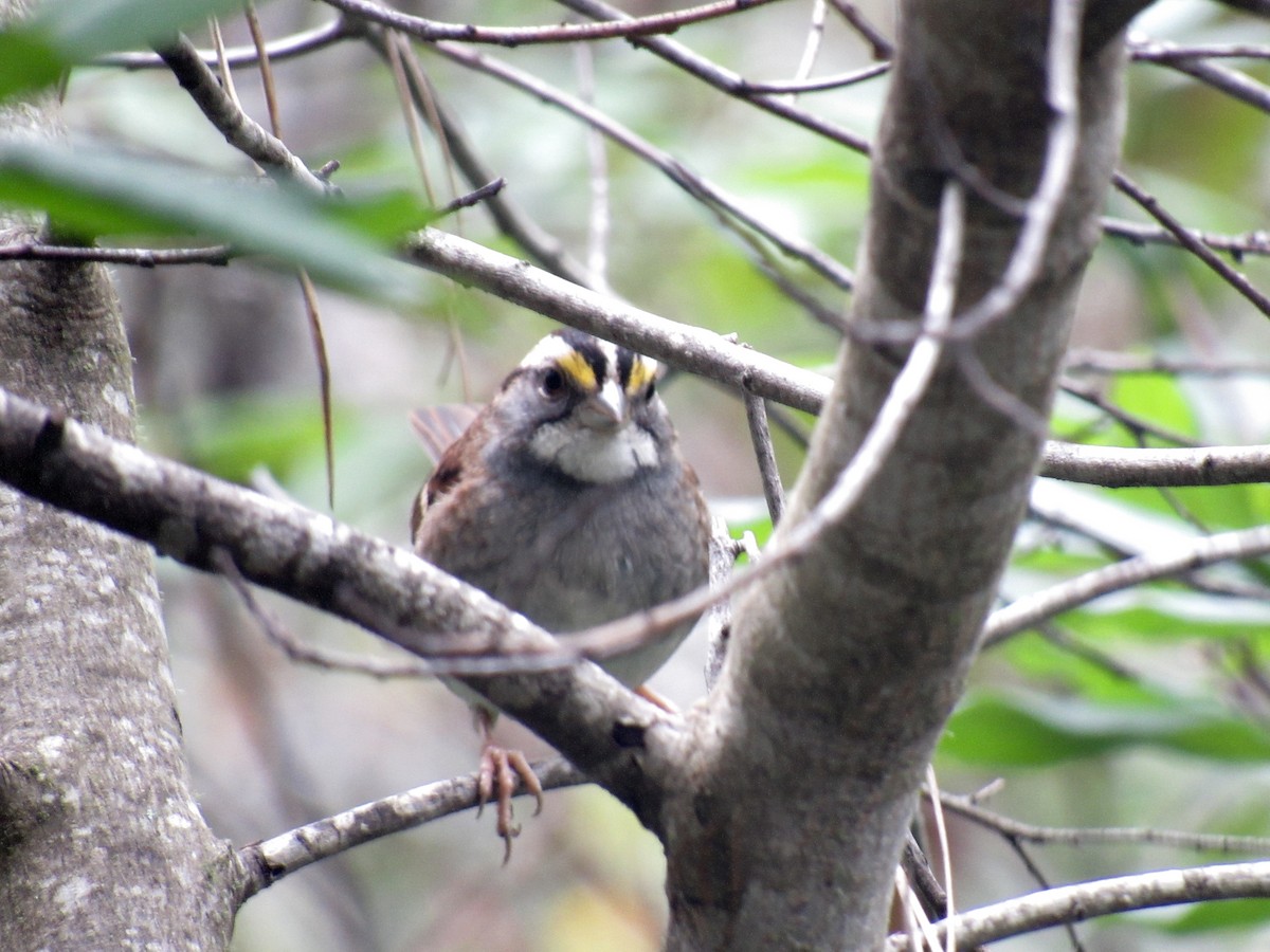 White-throated Sparrow - ML613725491