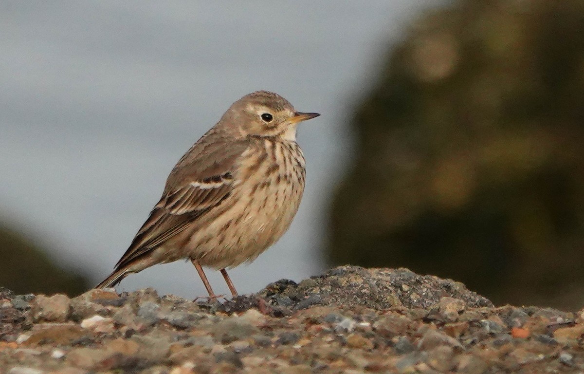 American Pipit - ML613725513