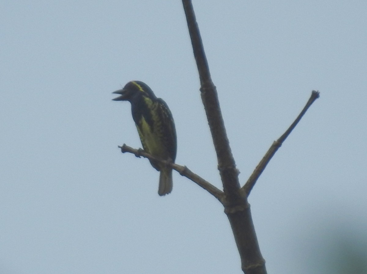 Yellow-spotted Barbet - ML613725520