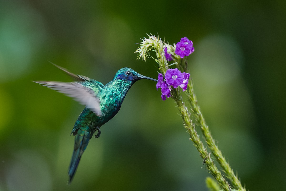 Glanz-Veilchenohrkolibri - ML613725548