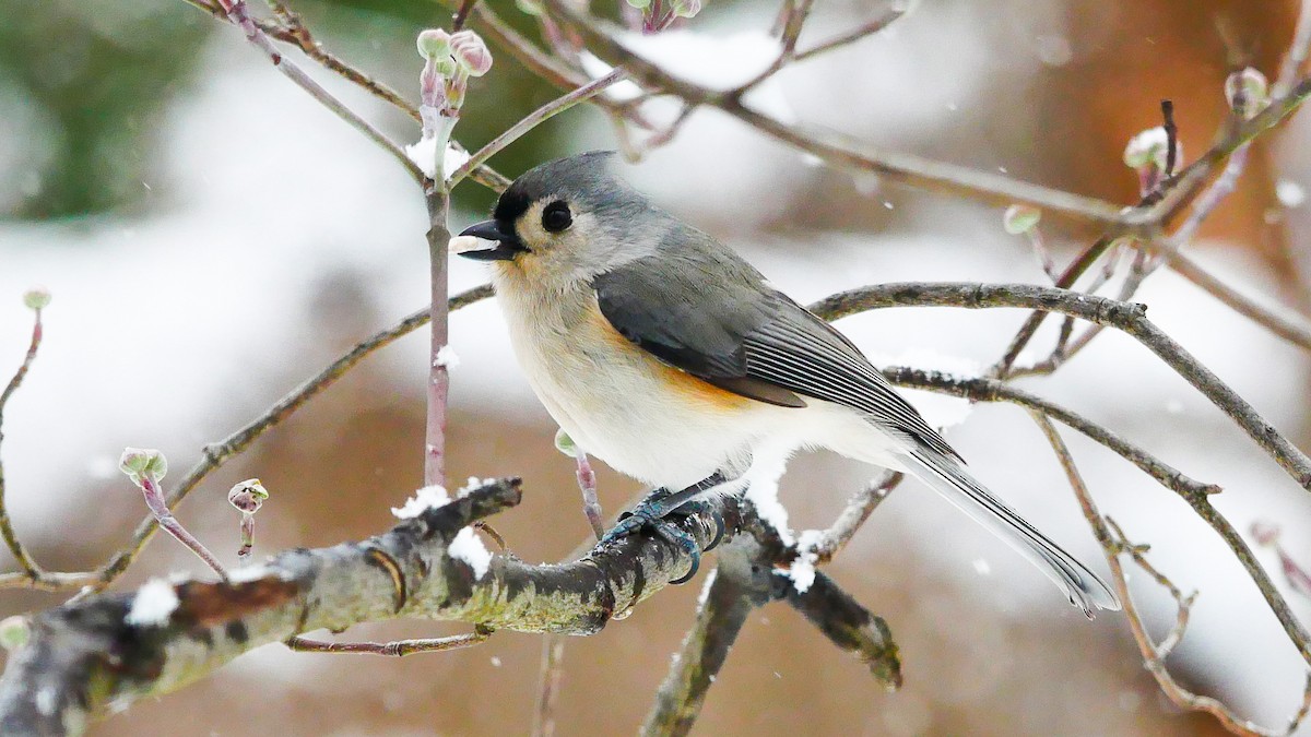 Tufted Titmouse - Jeff Pulford