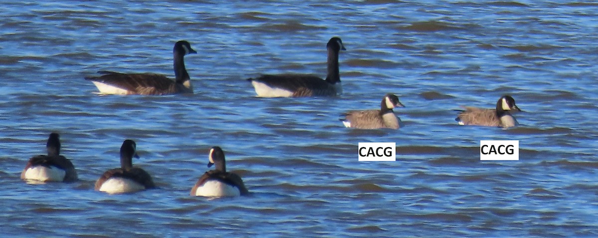 Cackling Goose - ML613725673
