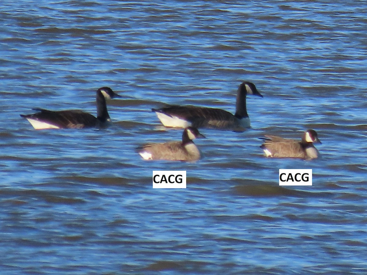 Cackling Goose - ML613725676