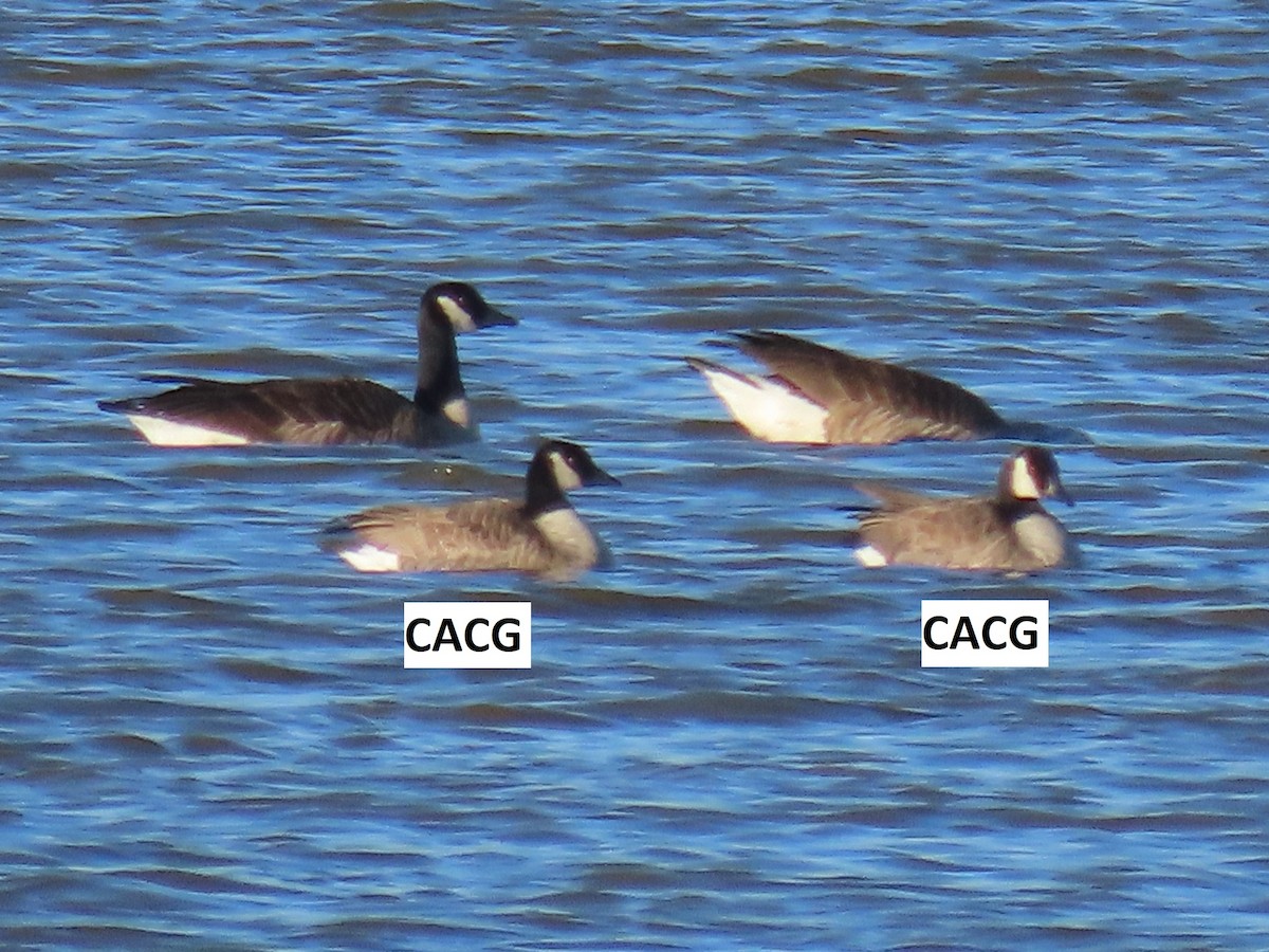 Cackling Goose - ML613725679