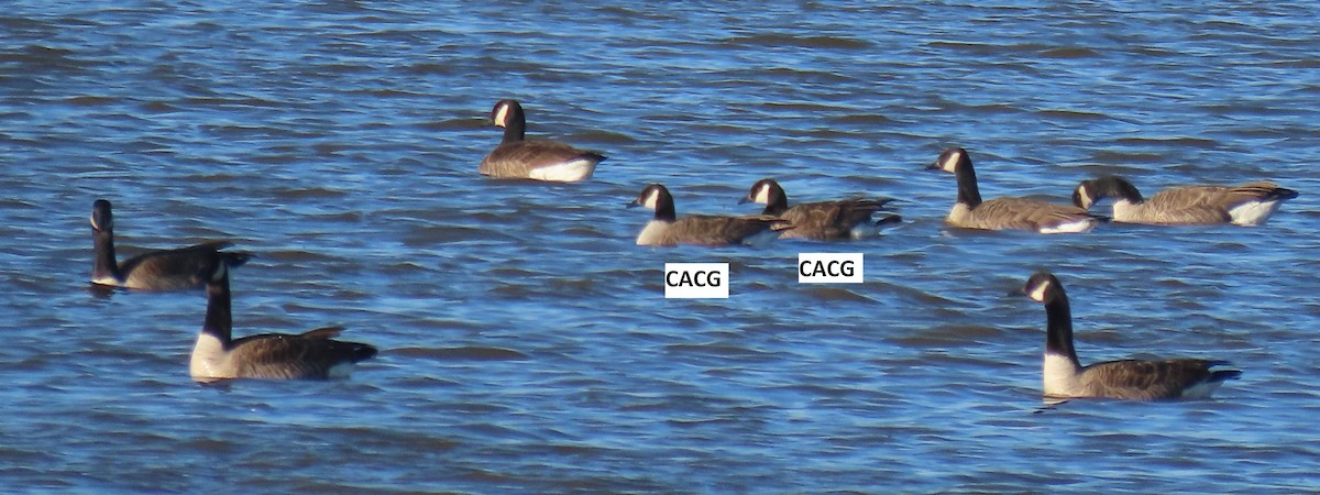 Cackling Goose - ML613725681