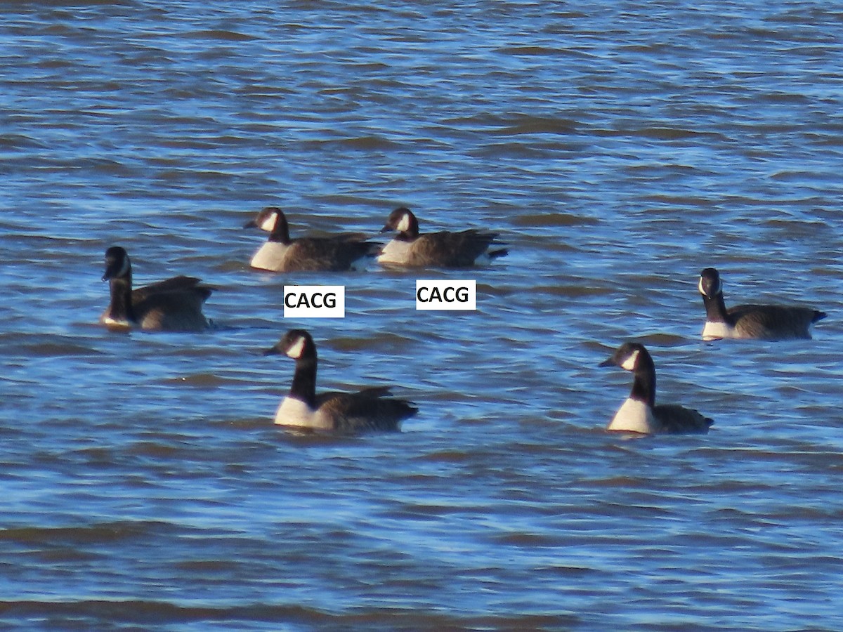 Cackling Goose - ML613725683