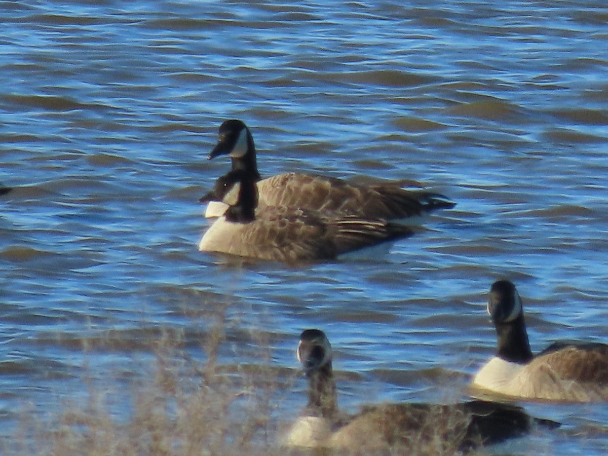 Cackling Goose - ML613725684