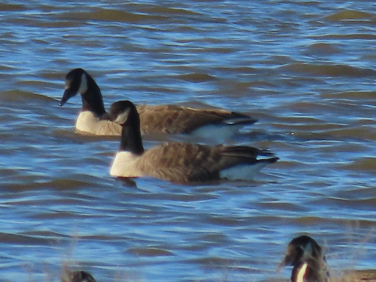 Cackling Goose - ML613725689