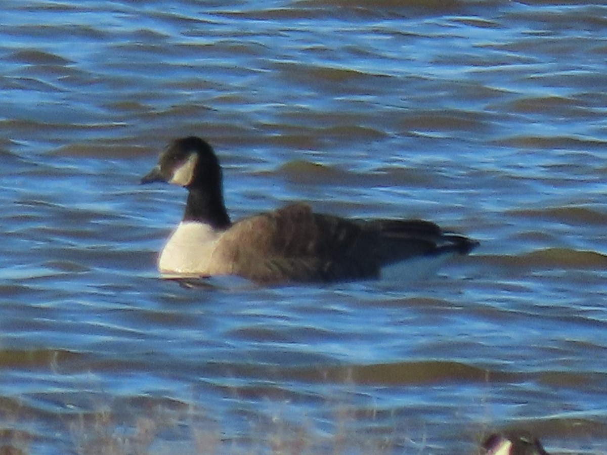 Cackling Goose - ML613725690