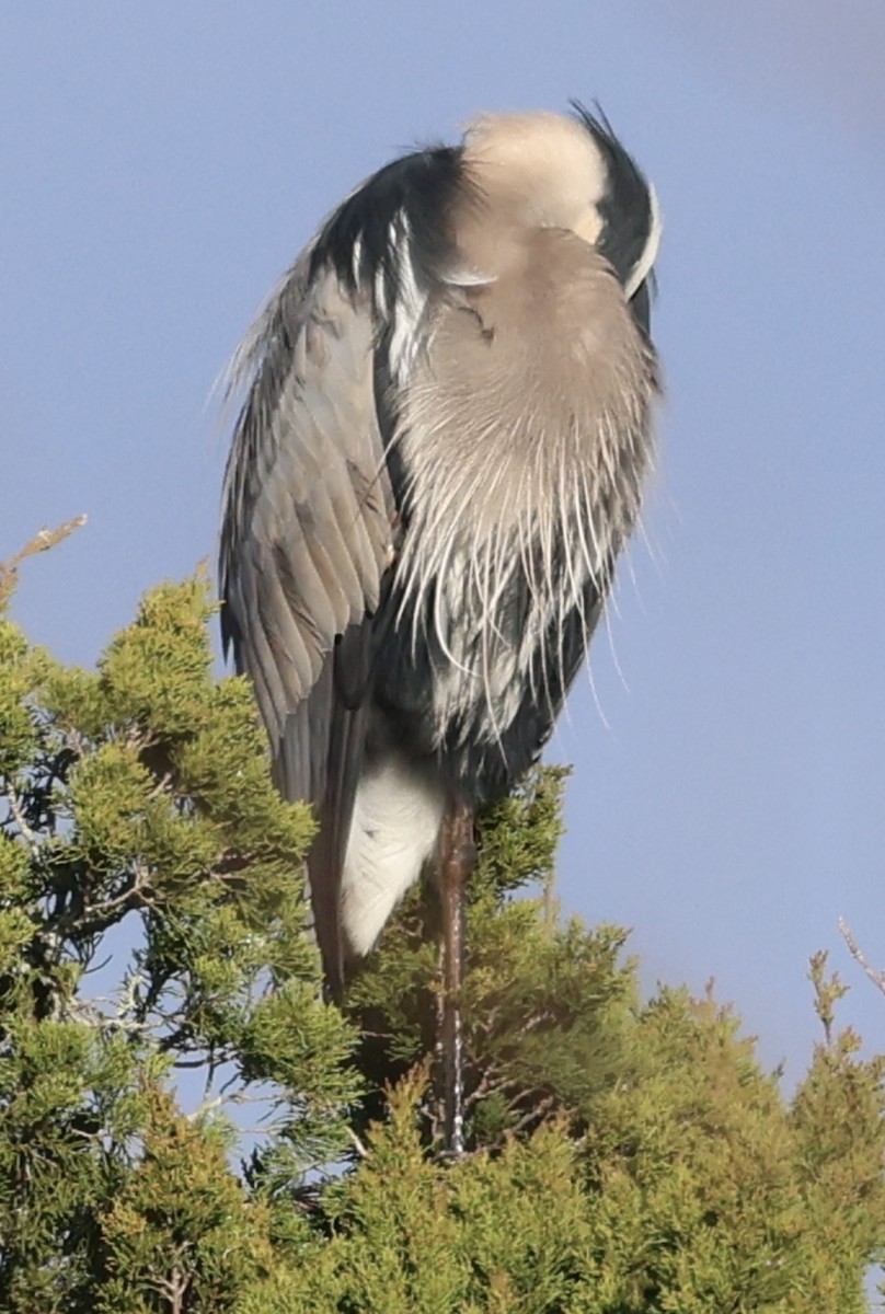 Black-crowned Night Heron - Debbie Crowley