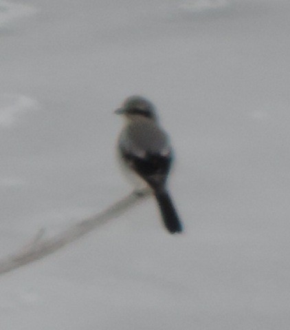 Northern Shrike - ML613725738