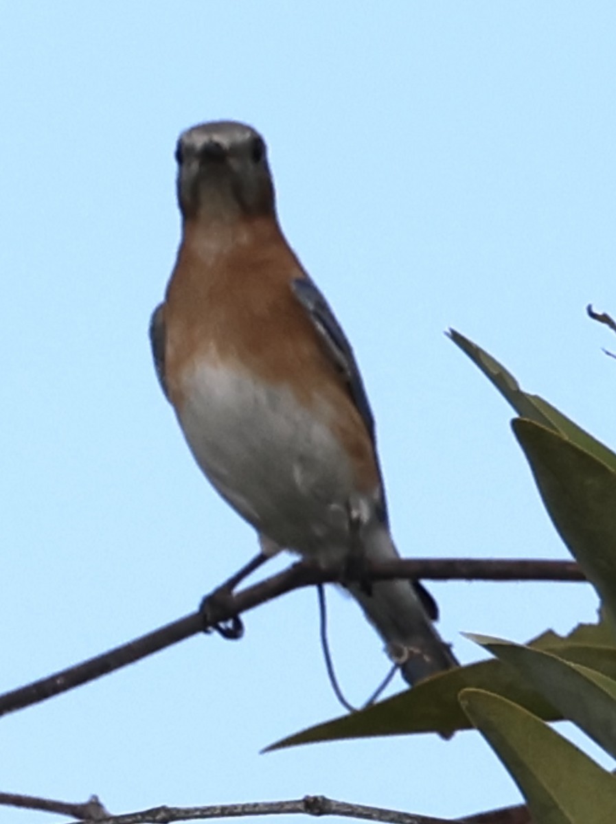 Eastern Bluebird - Debbie Crowley