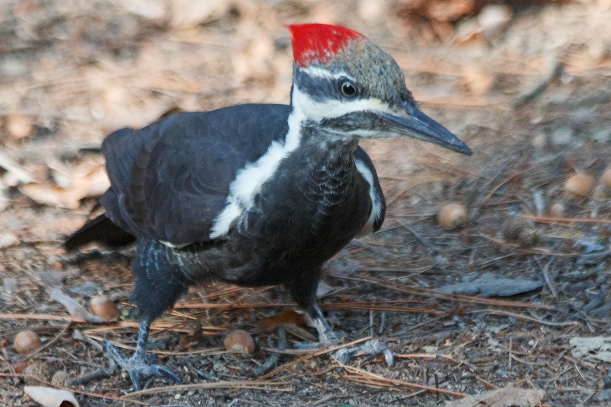 Pileated Woodpecker - ML613725899