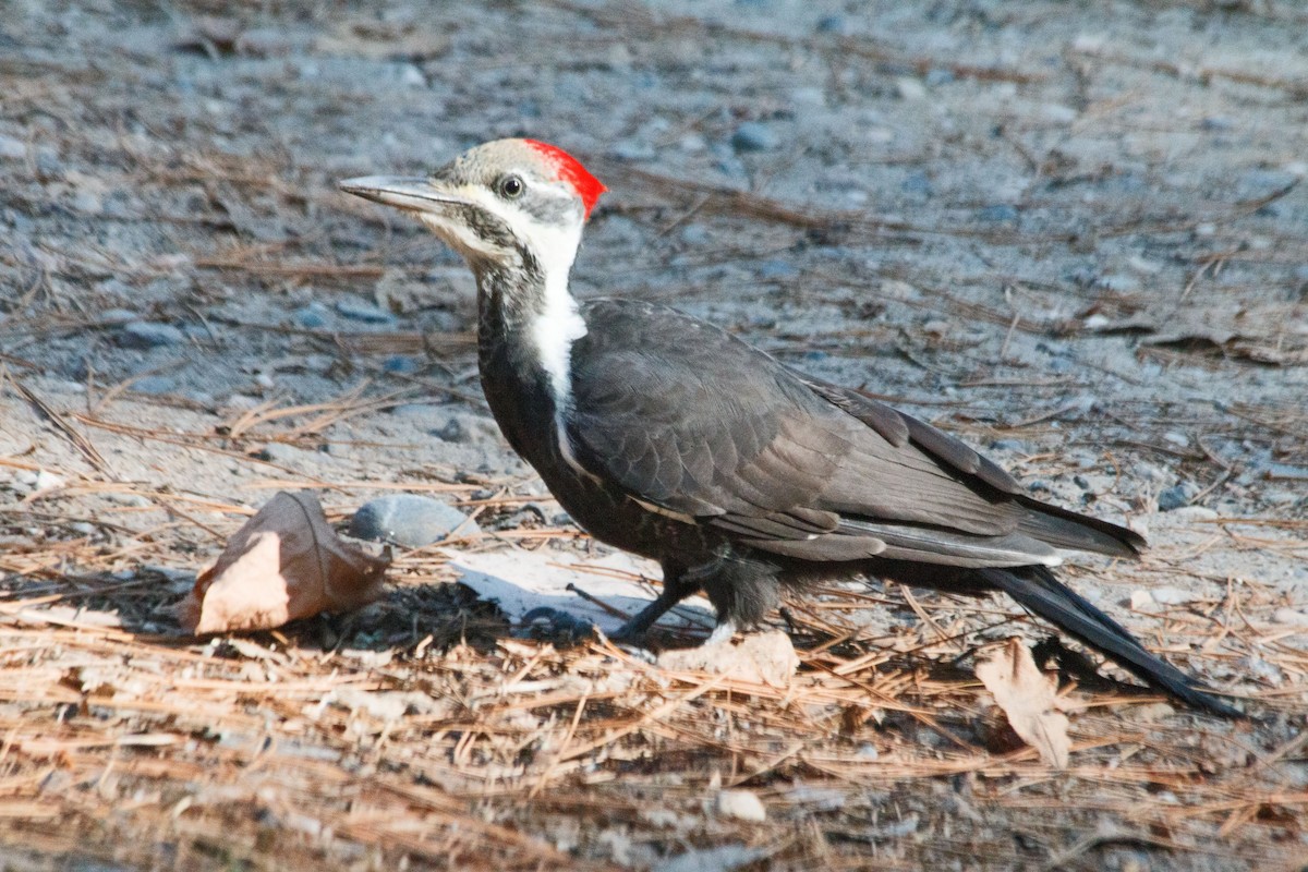 Pileated Woodpecker - ML613725901