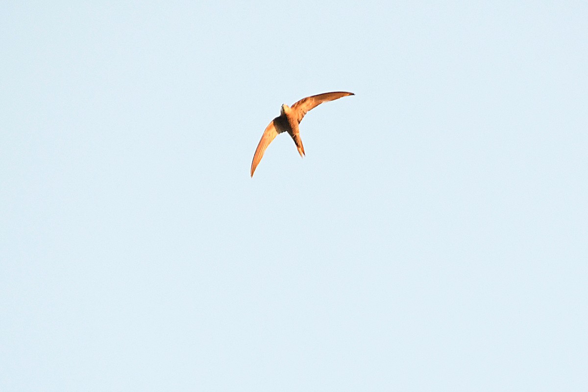 Common Swift - ML613725968