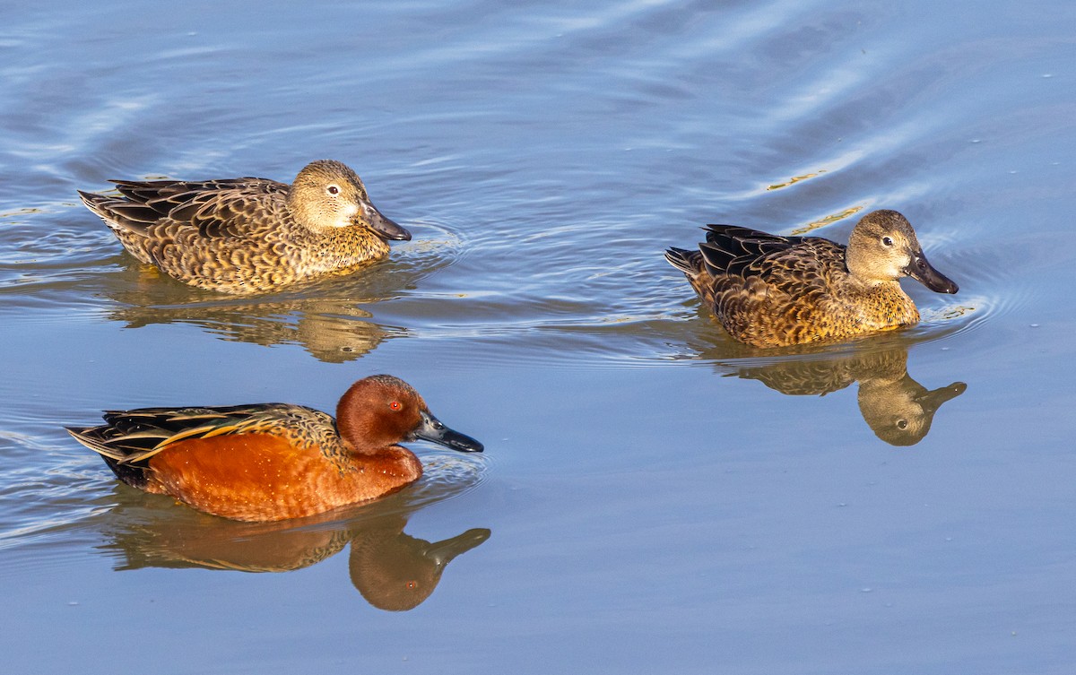 Cinnamon Teal - ML613726032