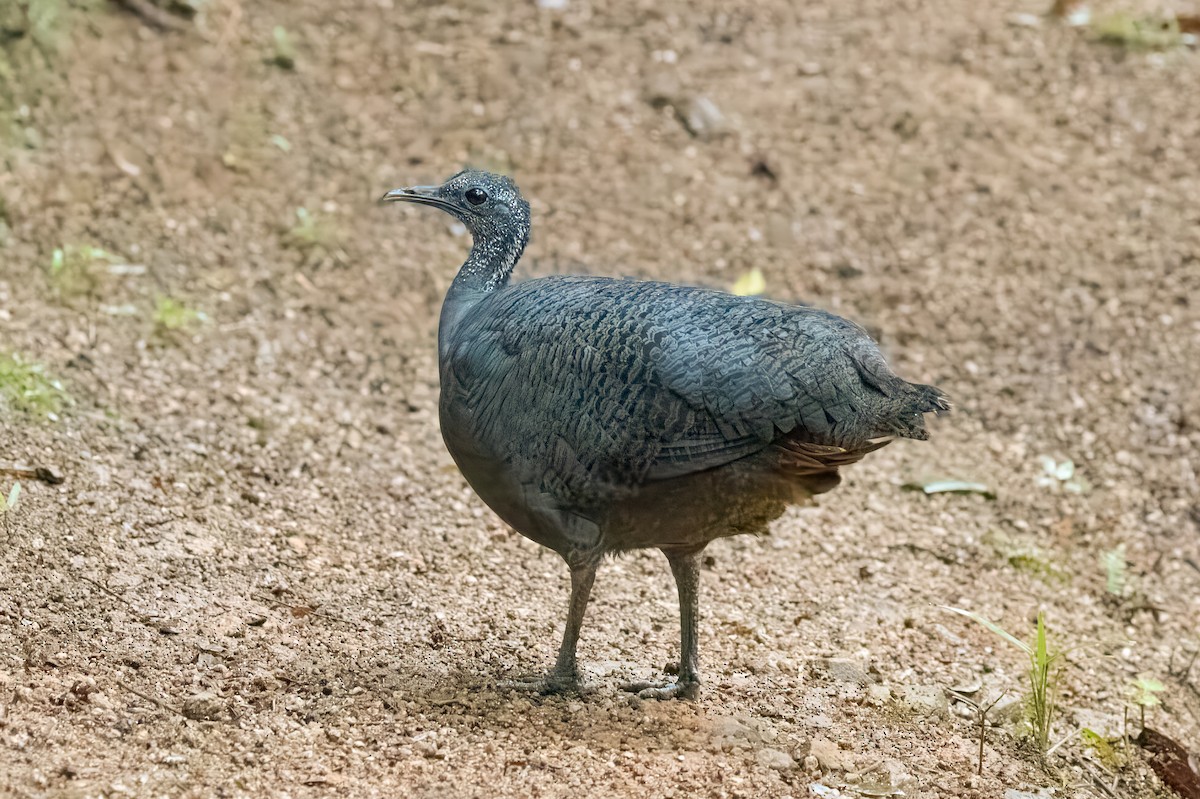 Gray Tinamou - ML613726060