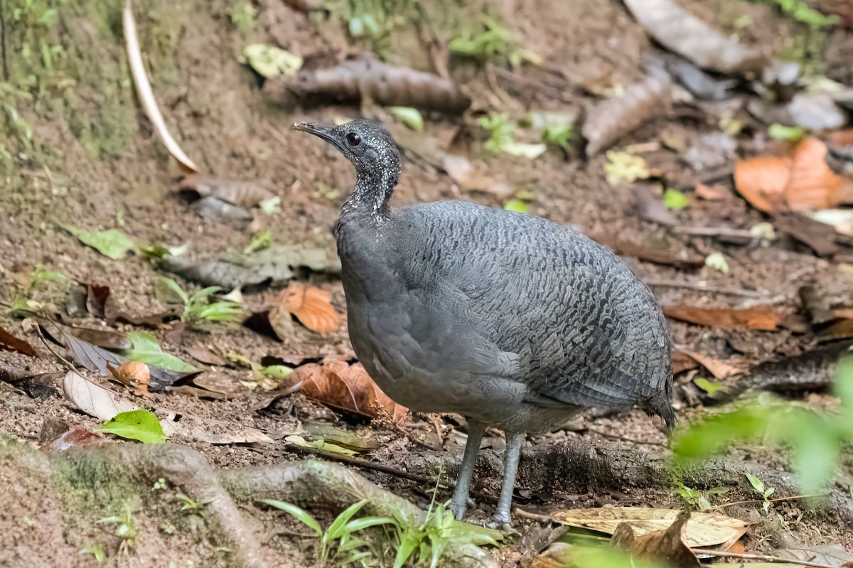 Gray Tinamou - Emily Turteltaub Nelson