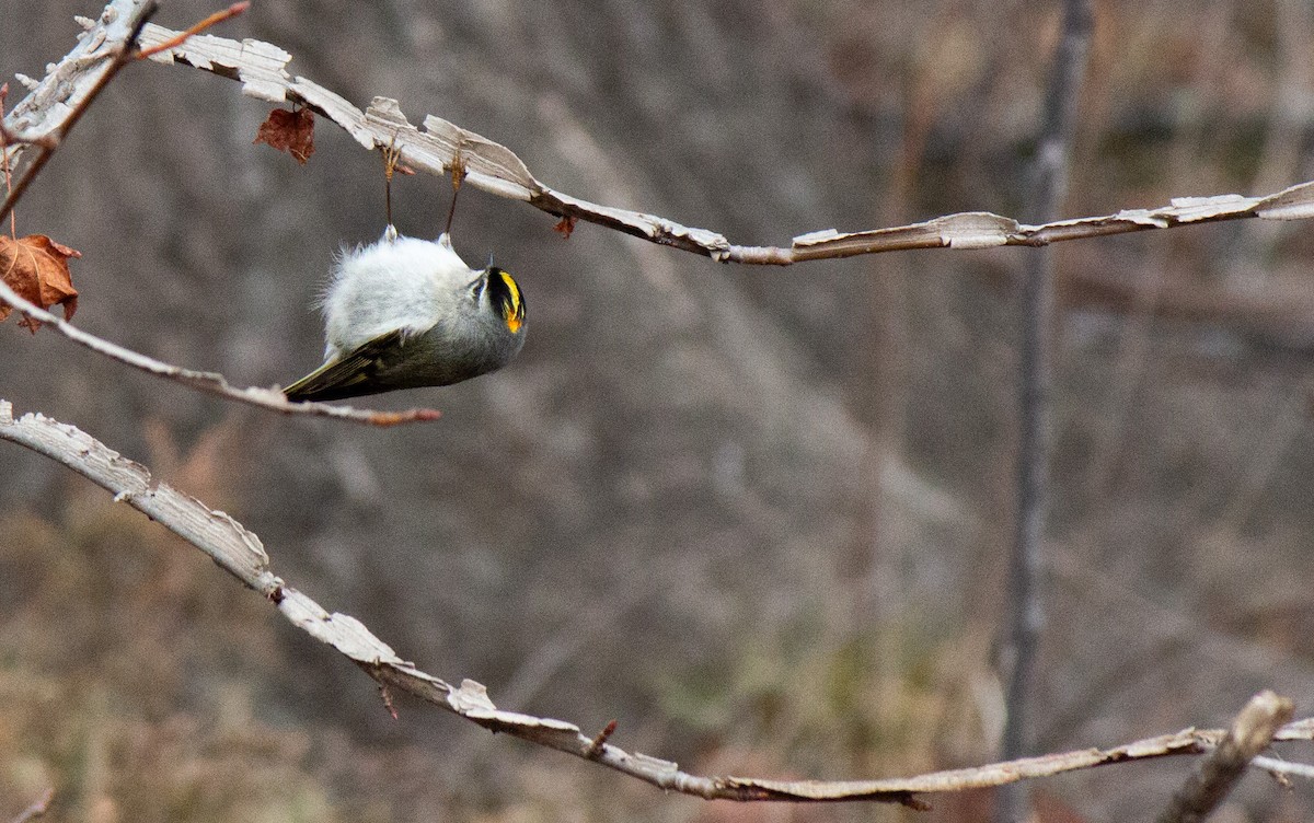 Golden-crowned Kinglet - Will Shattuck