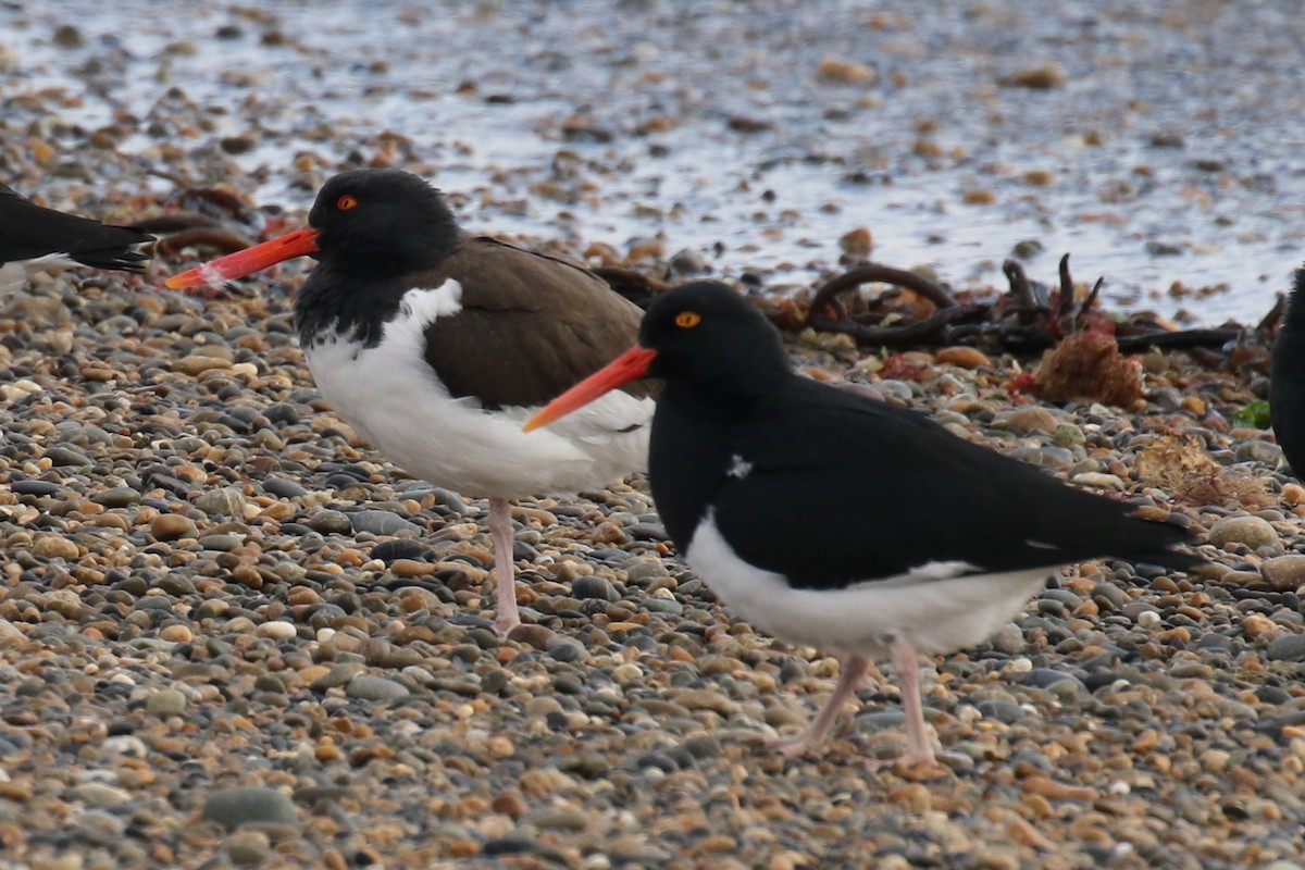 American Oystercatcher - ML613726200